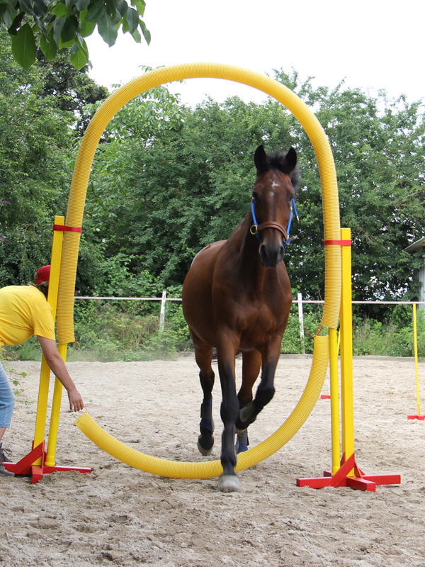 Das Pferd trabt durch den Reifensprung. Ein Helfer hält den unteren Teil runter damit das Pferd sicher dadurch kommt.