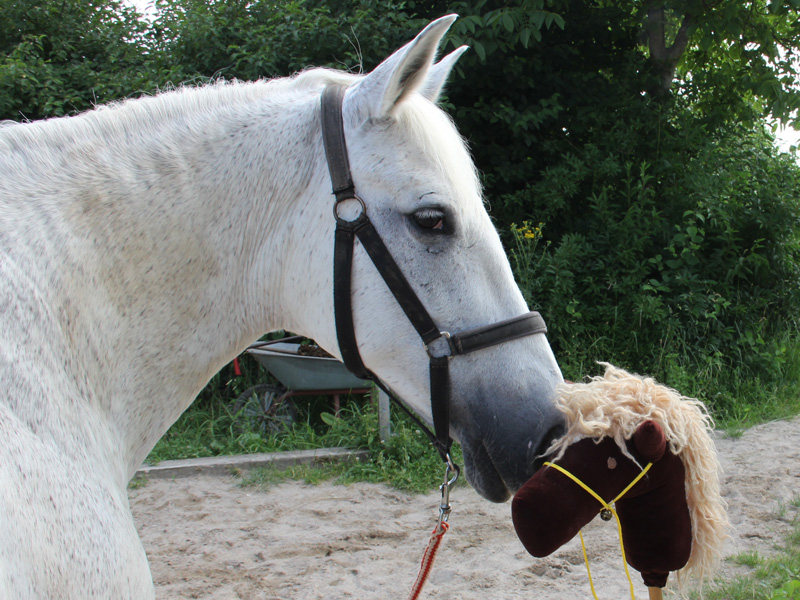 Ein weißes Pferd bergüßt das Maskottchen der Epona Ranch.