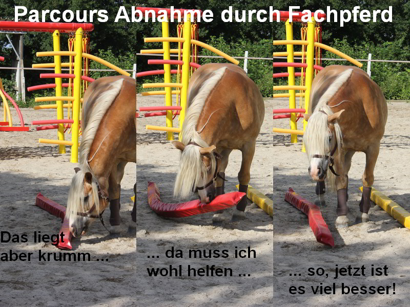 Ein Pferd schaut sich den Parcours beim Freestyle Horse Agility in Freiburg an. Das Pferd nimmt eine Schlauchgasse hoch und lässt sie wieder fallen.