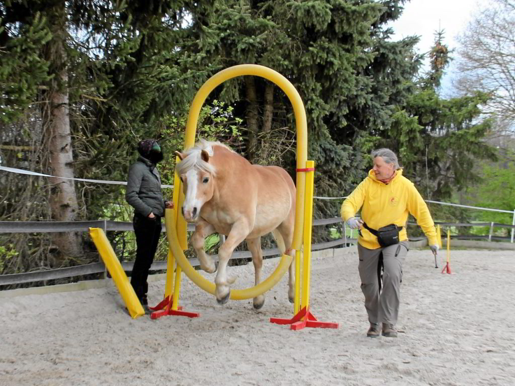 Das Pferd springt motiviert durch den Reifensprung.